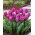 Tulipan papuzi fioletowy - Parrot purple - duża paczka! - 50 szt.