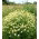 Rumianek pospolity - duża paczka - 10 g