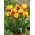 Tulipan Texas Flame - GIGA paczka! - 250 cebulek