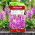 Naparstnica purpurowa - 1000 nasion