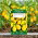 Pomidor wysoki żółty Yellow Pearshaped - 120 nasion
