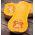 Dynia piżmowa - Butternut - 16 nasion