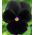 Bratek wielokwiatowy Black King - 400 nasion