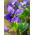 Fiołek Wonny ( Viola Odorata ) - 120 nasion
