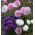 Aster chryzantemowy - 450 nasion