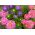 Aster chryzantemowy - 450 nasion