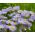 Aster tongolski - 160 nasion