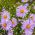 Aster tongolski - 160 nasion