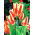 Tulipan Sylvia Warder - 5 cebulek