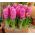 Hiacynt Pink Pearl - 3 cebulki