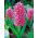 Hiacynt Pink Pearl - 3 cebulki