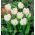 Tulipan White Parrot - opak. 5 szt.
