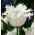 Tulipan Swan Wings - 5 cebulek
