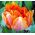 Tulipan Orange Favourite - 5 cebulek