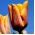 Tulipan Fidelio - opak. 5 szt.