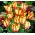 Tulipan Flaming Parrot - opak. 5 szt.