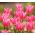 Tulipan China Pink - opak. 5 szt.