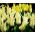 Tulipan Saporro - opak. 5 szt.