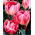 Tulipan Up Star - opak. 5 szt.