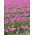 Tulipan Pink Diamond - opak. 5 szt.