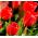 Tulipan Spring Song - opak. 5 szt.