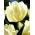 Tulipan White Parrot - opak. 5 szt.