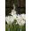 Tulipan Swan Wings - 5 cebulek