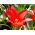 Tulipan Red Riding Hood - 5 cebulek