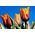 Tulipan Fidelio - opak. 5 szt.
