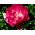 Tulipan May Wonder - opak. 5 szt.