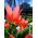 Tulipan Toronto - 5 cebulek