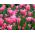 Tulipan China Pink - opak. 5 szt.