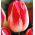 Tulipan Page Polka - opak. 5 szt.