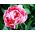 Tulipan Up Star - opak. 5 szt.