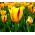 Tulipan Triumpha Washington - opak. 5 cebulek