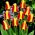 Tulipan Cape Cod  - 5 cebulek