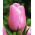 Tulipan Pink Diamond - opak. 5 szt.