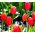 Tulipan Spring Song - opak. 5 szt.