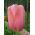 Tulipan Menton - 5 cebulek