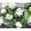 Tulipan White Parrot - opak. 5 szt.