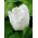 Tulipan Swan Wings - 5 cebulek
