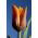 Tulipan Fidelio - opak. 5 szt.