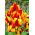 Tulipan Colour Spectacle - 5 cebulek