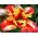 Tulipan Flaming Parrot - opak. 5 szt.