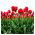 Tulipan Hollandia  opak. 5 szt.