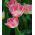 Tulipan Fancy Frills - 5 cebulek