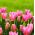 Tulipan China Pink - opak. 5 szt.
