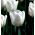Tulipan White Dream - 5 cebulek