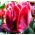 Tulipan Erna Lindgreen - opak. 5 szt.
