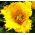 Tulipan Royal Elegance - opak. 5 szt.